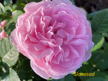 Mary Rose (Мері Роуз) (Мультифлора)